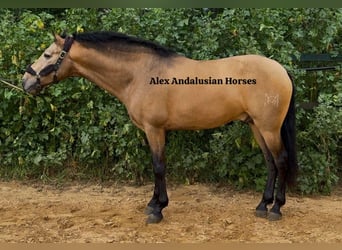 PRE Mix, Stallone, 4 Anni, 165 cm, Pelle di daino