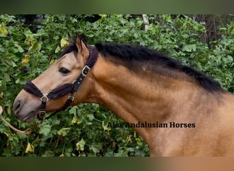 PRE Mix, Stallone, 4 Anni, 165 cm, Pelle di daino