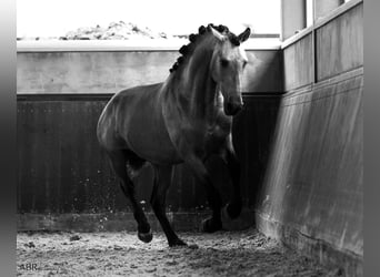 PRE Mix, Stallone, 4 Anni, 165 cm, Pelle di daino