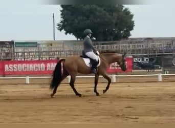 PRE, Stallone, 4 Anni, 165 cm, Pelle di daino