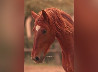 PRE, Stallone, 4 Anni, 165 cm, Sauro