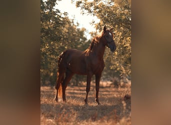 PRE, Stallone, 4 Anni, 165 cm, Sauro