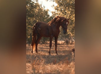 PRE, Stallone, 4 Anni, 165 cm, Sauro