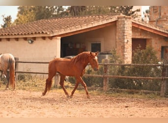 PRE, Stallone, 4 Anni, 165 cm, Sauro