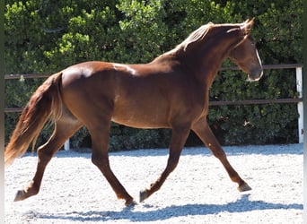 PRE Mix, Stallone, 4 Anni, 165 cm, Sauro scuro