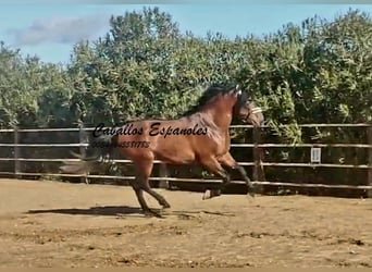 PRE Mix, Stallone, 4 Anni, 166 cm, Baio