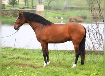 PRE Mix, Stallone, 4 Anni, 166 cm, Baio