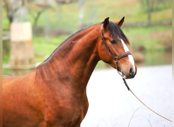 PRE Mix, Stallone, 4 Anni, 166 cm, Baio