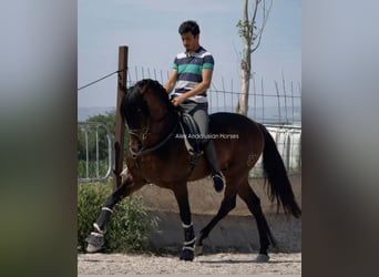 PRE Mix, Stallone, 4 Anni, 166 cm, Baio scuro