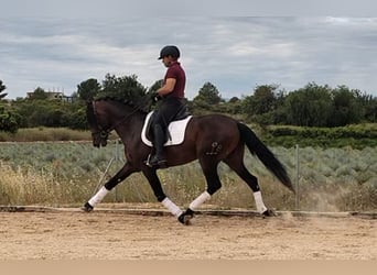 PRE Mix, Stallone, 4 Anni, 166 cm, Baio scuro