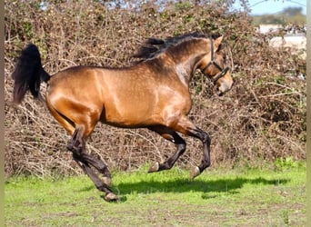 PRE Mix, Stallone, 4 Anni, 166 cm, Falbo