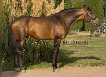 PRE Mix, Stallone, 4 Anni, 166 cm, Falbo