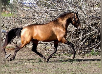 PRE Mix, Stallone, 4 Anni, 166 cm, Falbo