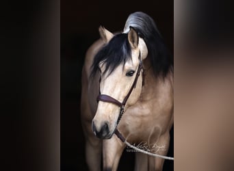 PRE Mix, Stallone, 4 Anni, 166 cm, Falbo