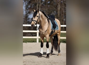 PRE Mix, Stallone, 4 Anni, 166 cm, Falbo