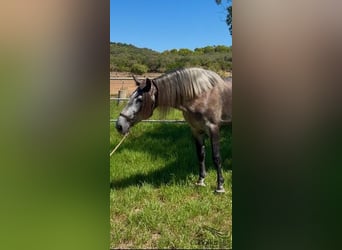 PRE, Stallone, 4 Anni, 166 cm, Grigio