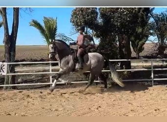 PRE Mix, Stallone, 4 Anni, 166 cm, Grigio