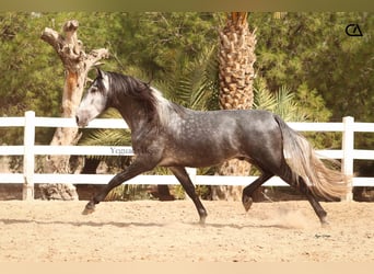 PRE, Stallone, 4 Anni, 166 cm, Grigio pezzato