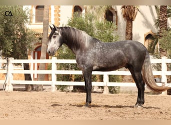 PRE, Stallone, 4 Anni, 166 cm, Grigio pezzato