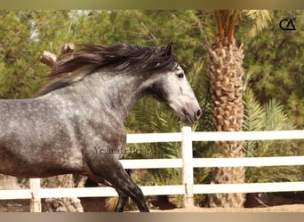 PRE, Stallone, 4 Anni, 166 cm, Grigio pezzato