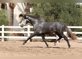 PRE, Stallone, 4 Anni, 166 cm, Grigio pezzato