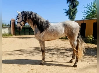 PRE Mix, Stallone, 4 Anni, 166 cm, Grigio pezzato