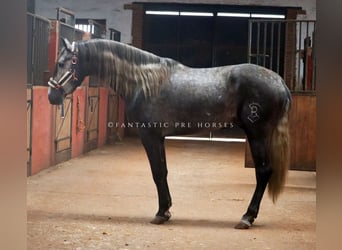 PRE Mix, Stallone, 4 Anni, 166 cm, Grigio pezzato