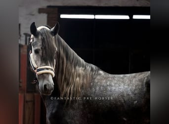 PRE Mix, Stallone, 4 Anni, 166 cm, Grigio pezzato