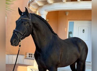 PRE, Stallone, 4 Anni, 166 cm, Morello