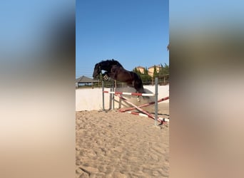 PRE, Stallone, 4 Anni, 166 cm, Morello