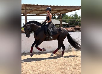 PRE, Stallone, 4 Anni, 166 cm, Morello