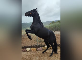 PRE Mix, Stallone, 4 Anni, 166 cm, Morello