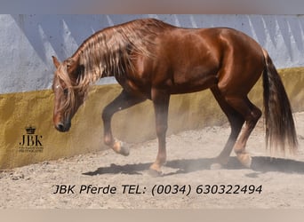 PRE Mix, Stallone, 4 Anni, 166 cm, Sauro