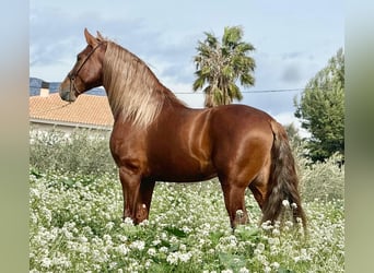 PRE Mix, Stallone, 4 Anni, 166 cm, Sauro scuro