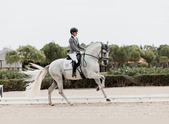 PRE, Stallone, 4 Anni, 167 cm, Grigio