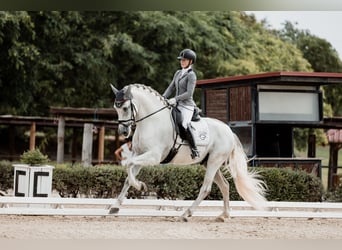 PRE, Stallone, 4 Anni, 167 cm, Grigio