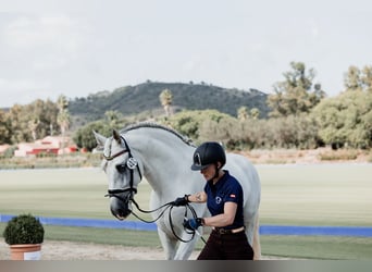 PRE, Stallone, 4 Anni, 167 cm, Grigio