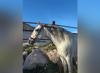 PRE, Stallone, 4 Anni, 167 cm, Grigio