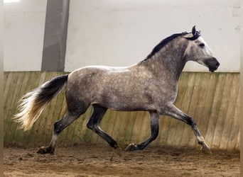 PRE Mix, Stallone, 4 Anni, 167 cm, Grigio