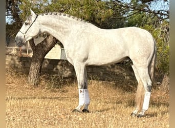PRE Mix, Stallone, 4 Anni, 167 cm, Grigio pezzato
