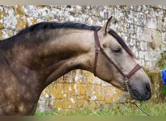 PRE, Stallone, 4 Anni, 167 cm, Pelle di daino