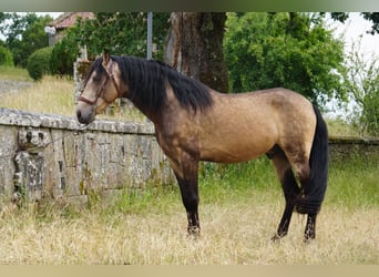 PRE, Stallone, 4 Anni, 167 cm, Pelle di daino