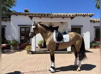 PRE, Stallone, 4 Anni, 167 cm, Pelle di daino
