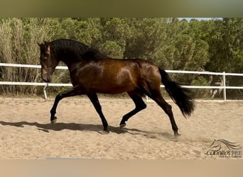 PRE Mix, Stallone, 4 Anni, 167 cm, Pelle di daino