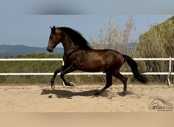 PRE Mix, Stallone, 4 Anni, 167 cm, Pelle di daino