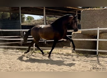 PRE Mix, Stallone, 4 Anni, 167 cm, Pelle di daino