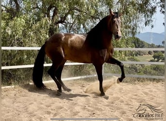 PRE Mix, Stallone, 4 Anni, 167 cm, Pelle di daino