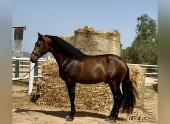 PRE Mix, Stallone, 4 Anni, 167 cm, Pelle di daino