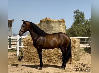 PRE Mix, Stallone, 4 Anni, 167 cm, Pelle di daino