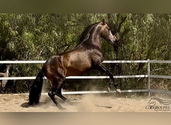 PRE Mix, Stallone, 4 Anni, 167 cm, Pelle di daino